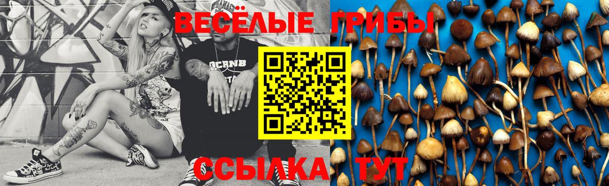Галлюциногенные грибы Psilocybine cubensis Ачинск